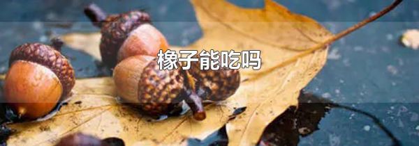 橡子能吃吗