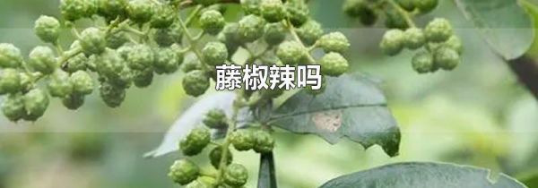 藤椒辣吗