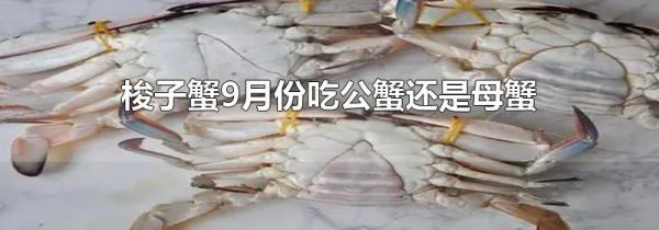 梭子蟹9月份吃公蟹还是母蟹