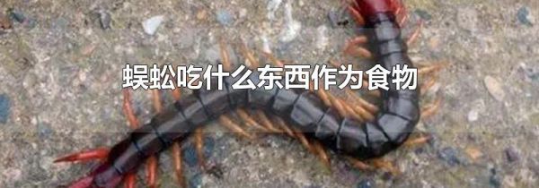 蜈蚣吃什么东西作为食物