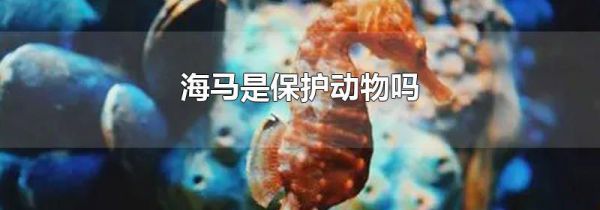 海马是保护动物吗