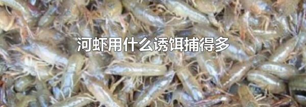 河虾用什么诱饵捕得多