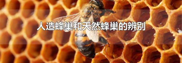 人造蜂巢和天然蜂巢的辨别