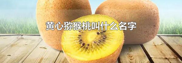 黄心猕猴桃叫什么名字