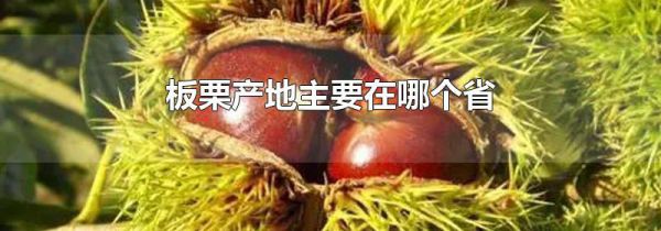 板栗产地主要在哪个省