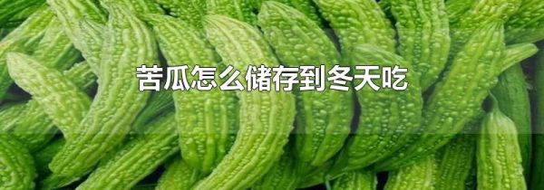 苦瓜怎么储存到冬天吃