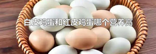 白皮鸡蛋和红皮鸡蛋哪个营养高
