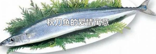 秋刀鱼的爱情寓意