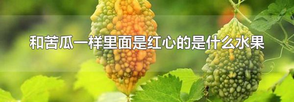 和苦瓜一样里面是红心的是什么水果