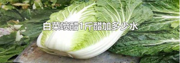 白菜喷醋1斤醋加多少水