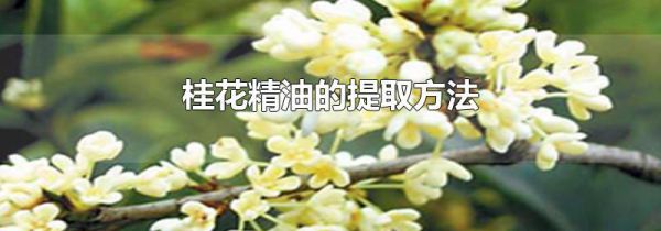 桂花精油的提取方法
