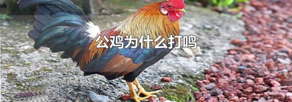 公鸡为什么打鸣