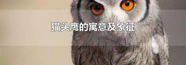 猫头鹰的寓意及象征