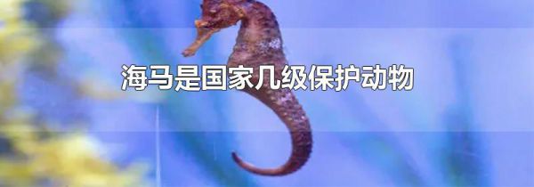 海马是国家几级保护动物