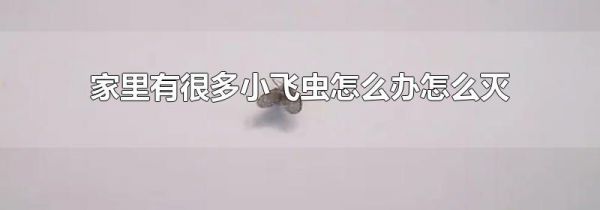 家里有很多小飞虫怎么办怎么灭