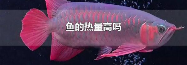 鱼的热量高吗