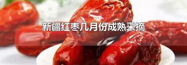 新疆红枣几月份成熟采摘