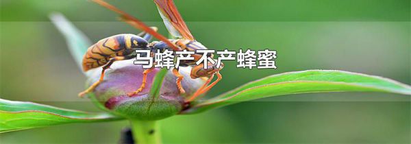 马蜂产不产蜂蜜