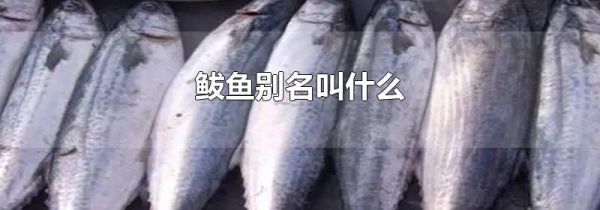 鲅鱼别名叫什么