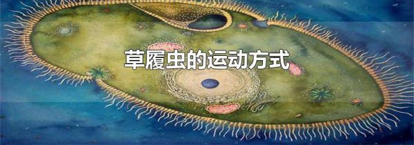 草履虫的运动方式