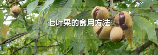 七叶果的食用方法
