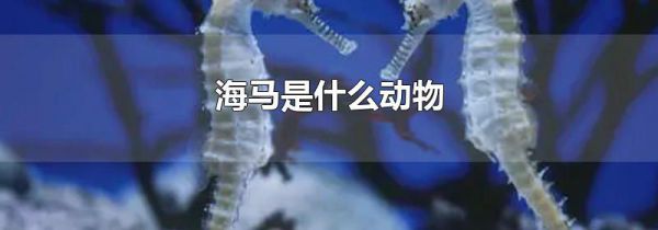 海马是什么动物
