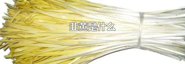 韭黄是什么