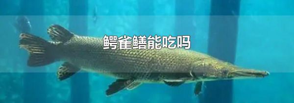 鳄雀鳝能吃吗