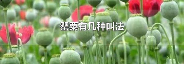 罂粟有几种叫法