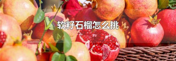 软籽石榴怎么挑