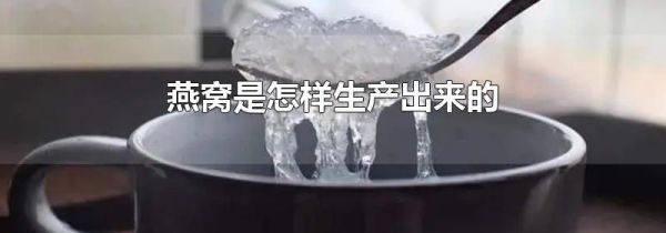 燕窝是怎样生产出来的