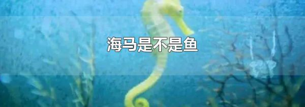 海马是不是鱼