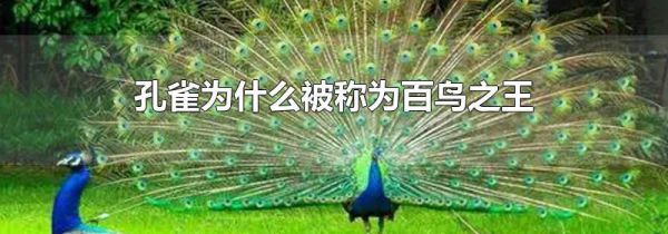孔雀为什么被称为百鸟之王