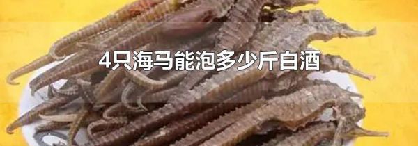 4只海马能泡多少斤白酒