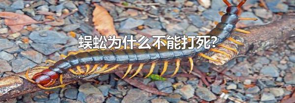 蜈蚣为什么不能打死?