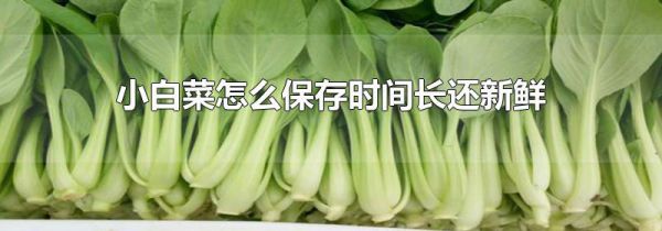 小白菜怎么保存时间长还新鲜