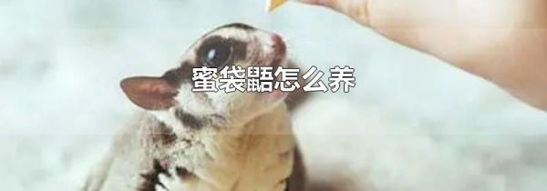 蜜袋鼯怎么养