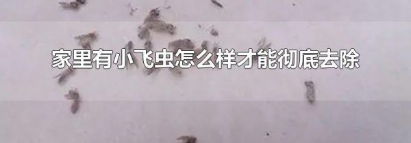 家里有小飞虫怎么样才能彻底去除