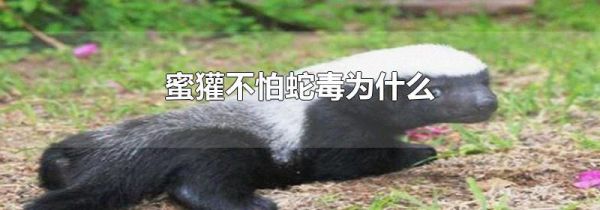 蜜獾不怕蛇毒为什么