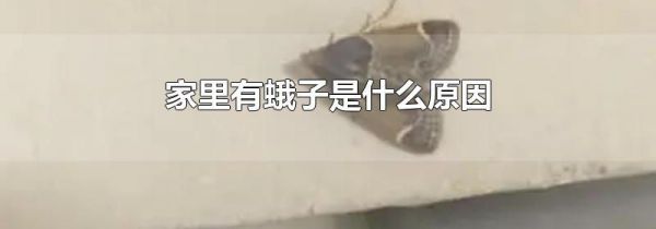 家里有蛾子是什么原因
