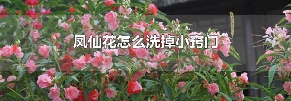 凤仙花怎么洗掉小窍门