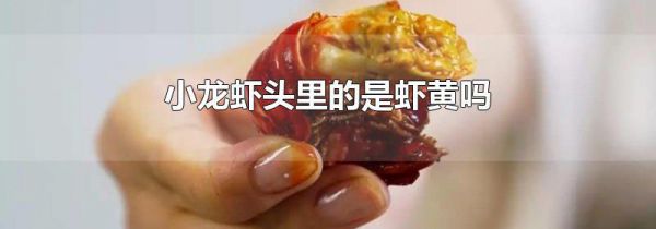 小龙虾头里的是虾黄吗