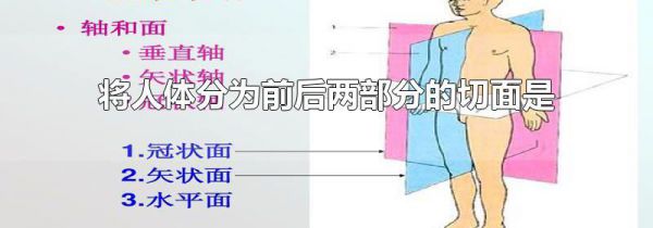 将人体分为前后两部分的切面是