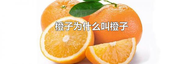橙子为什么叫橙子