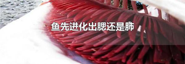鱼先进化出腮还是肺