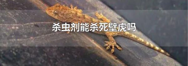 杀虫剂能杀死壁虎吗