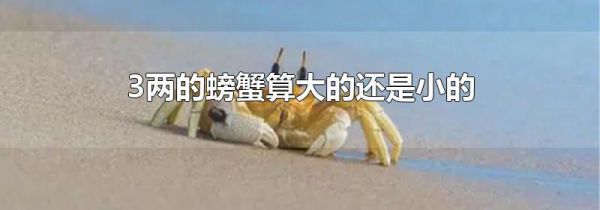 3两的螃蟹算大的还是小的