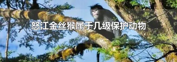 怒江金丝猴属于几级保护动物