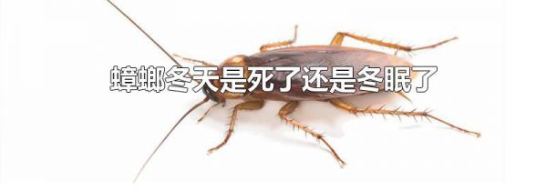 蟑螂冬天是死了还是冬眠了
