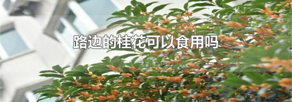 路边的桂花可以食用吗